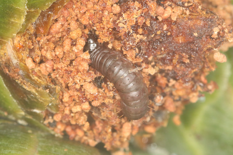 Dioryctria abietella: Bild 1