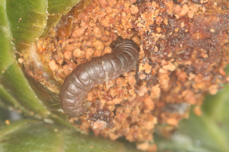 Dioryctria abietella: Bild 2