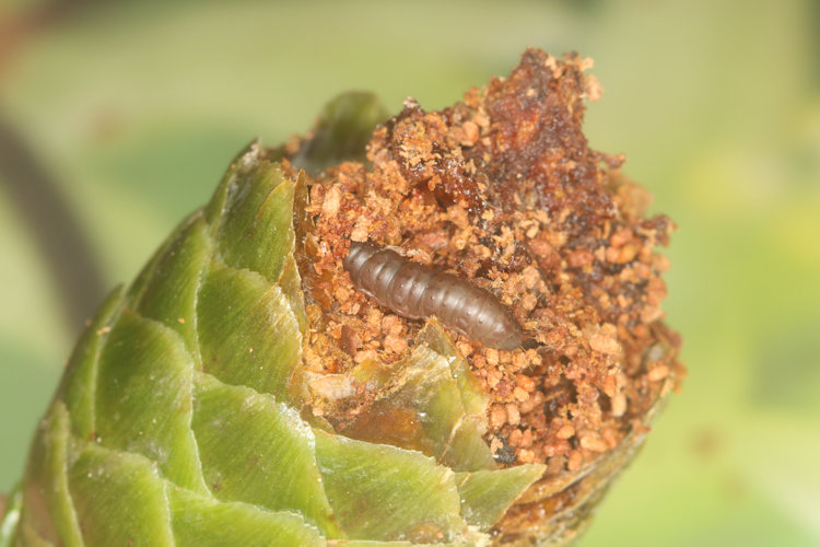 Dioryctria abietella: Bild 3