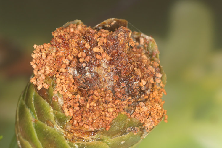 Dioryctria abietella: Bild 7