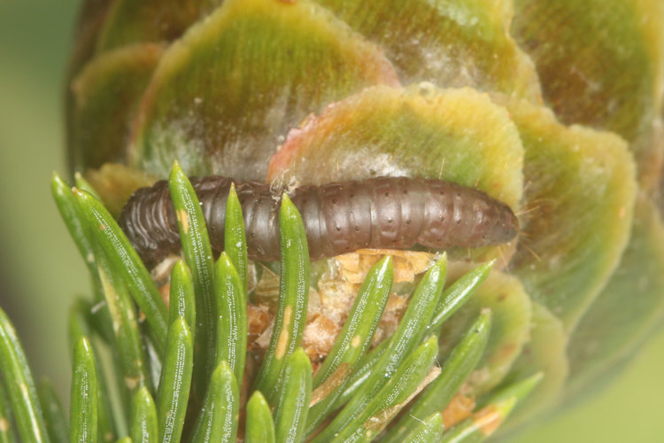 Dioryctria abietella: Bild 4