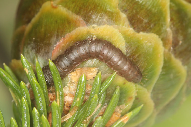 Dioryctria abietella: Bild 5