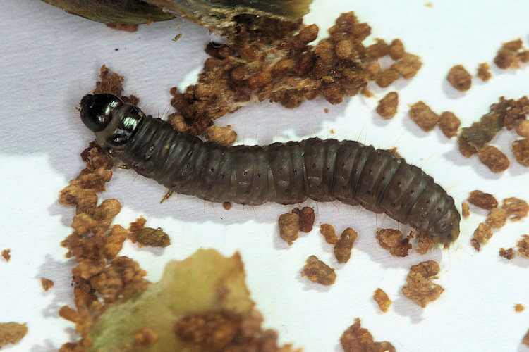 Dioryctria abietella: Bild 6