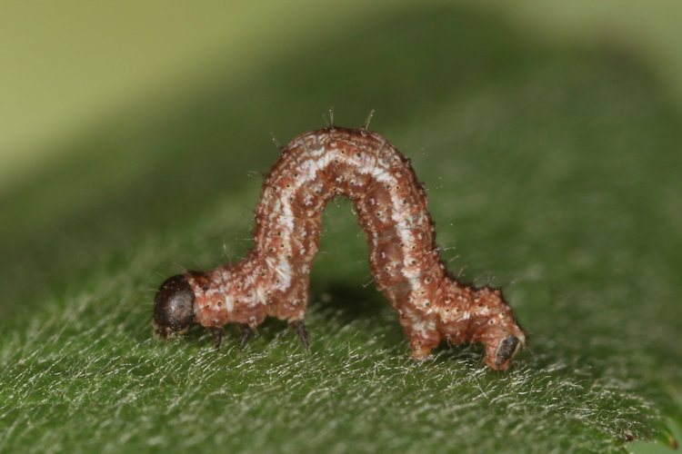 Entephria flavata: Bild 9
