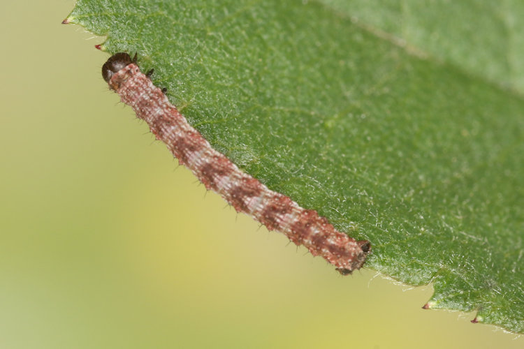 Entephria flavata: Bild 11