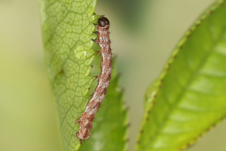 Entephria flavata: Bild 12