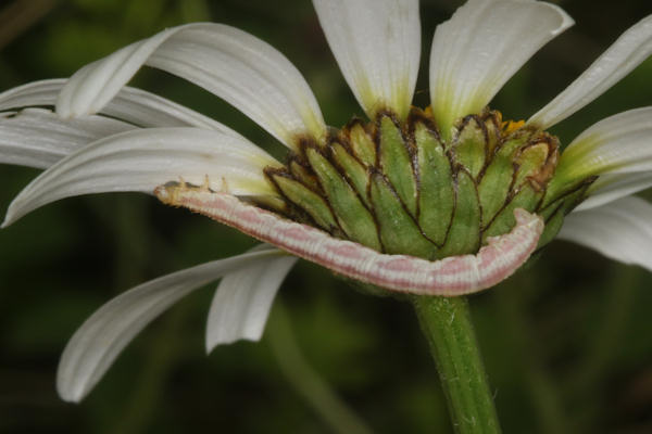 Eupithecia centaureata: Bild 23