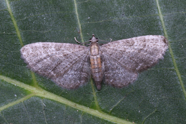 Eupithecia haworthiata: Bild 19