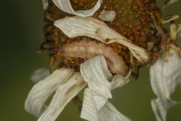 Eupithecia centaureata: Bild 26