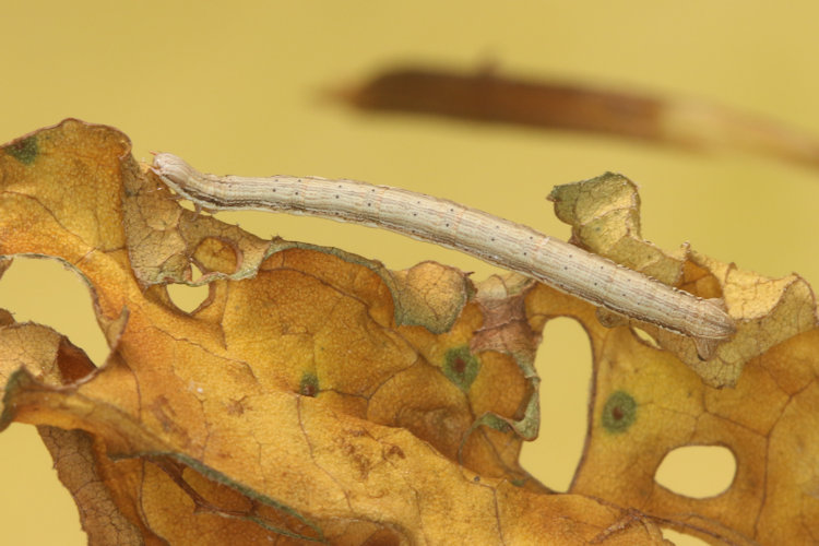 Chariaspilates formosaria: Bild 3
