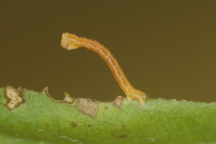 Hemithea aestivaria: Bild 4