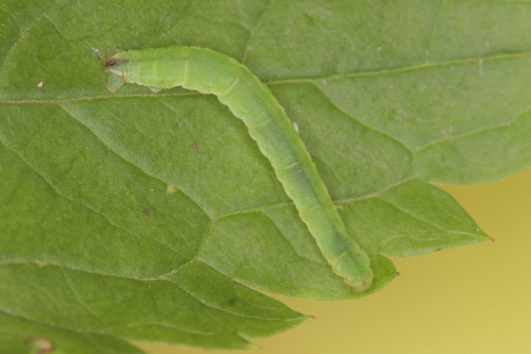 Eupithecia actaeata: Bild 14