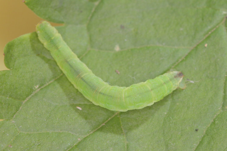 Eupithecia actaeata: Bild 15