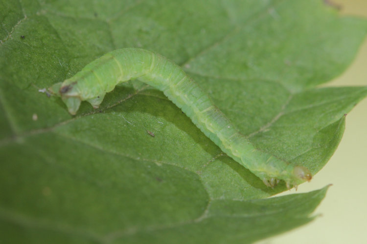 Eupithecia actaeata: Bild 16