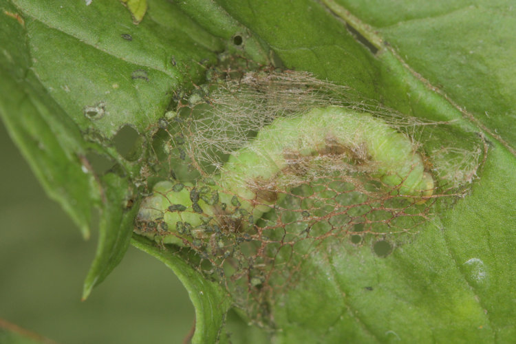 Eupithecia actaeata: Bild 18