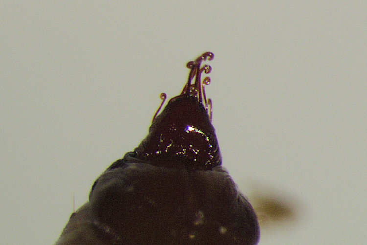 Eupithecia actaeata: Bild 26
