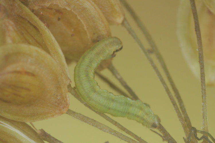 Eupithecia selinata: Bild 3