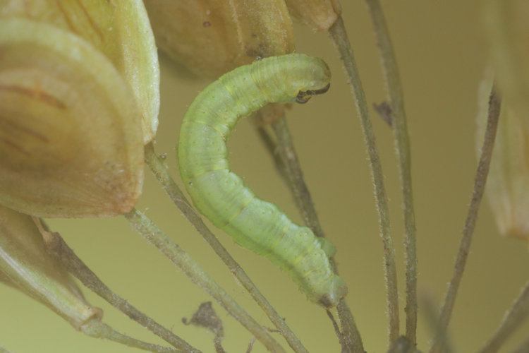 Eupithecia selinata: Bild 4