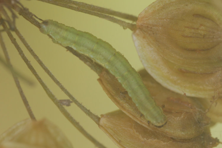 Eupithecia selinata: Bild 5