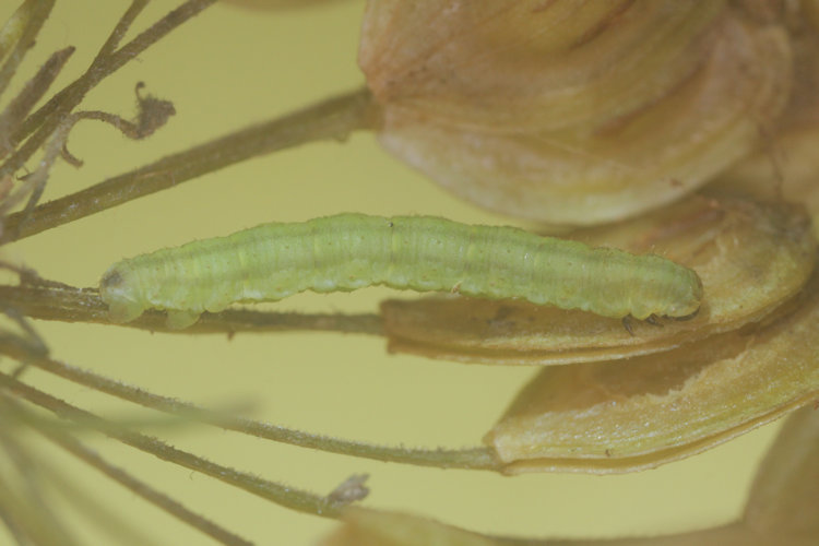 Eupithecia selinata: Bild 6
