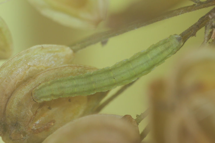 Eupithecia selinata: Bild 7