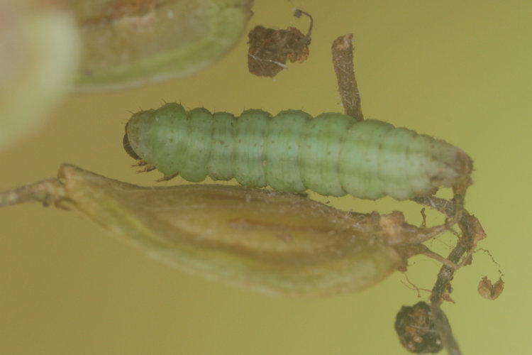 Eupithecia selinata: Bild 8
