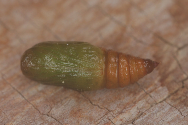 Eupithecia selinata: Bild 10