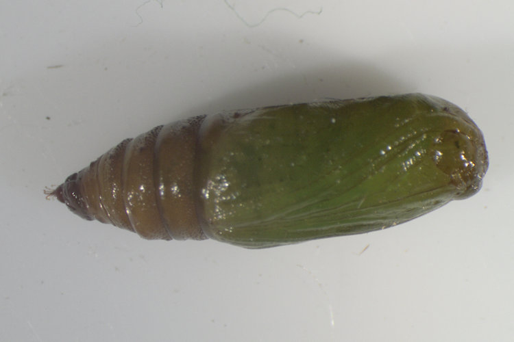 Eupithecia selinata: Bild 11