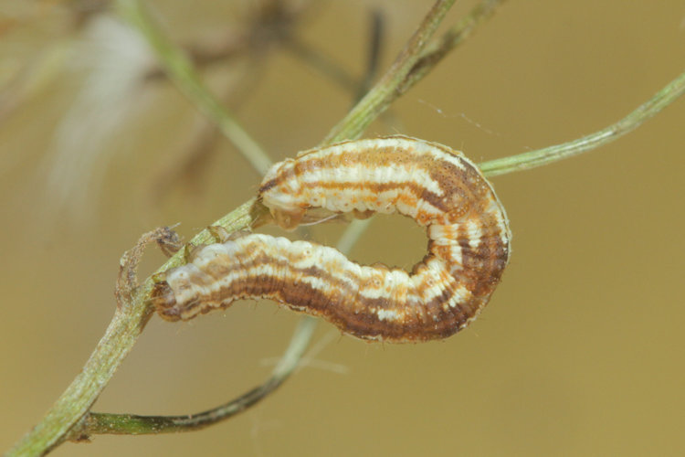 Eupithecia expallidata: Bild 9
