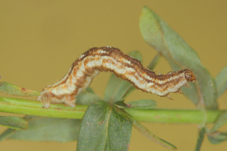 Eupithecia expallidata: Bild 10