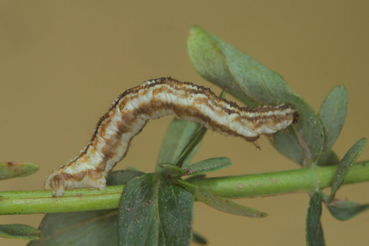 Eupithecia expallidata: Bild 11