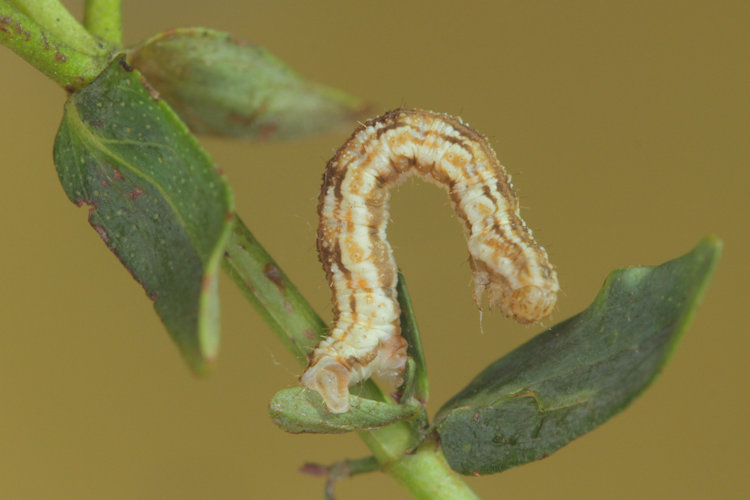 Eupithecia expallidata: Bild 12