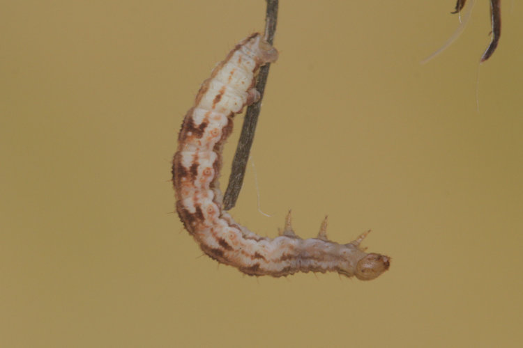 Eupithecia expallidata: Bild 13