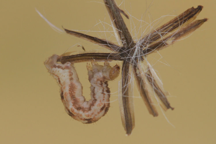 Eupithecia expallidata: Bild 14