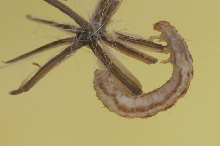 Eupithecia expallidata: Bild 15