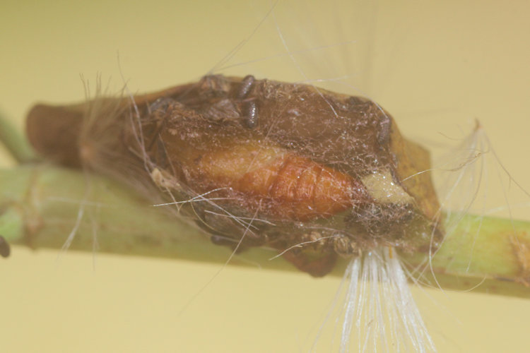 Eupithecia expallidata: Bild 24