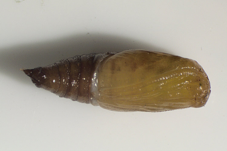 Eupithecia expallidata: Bild 21