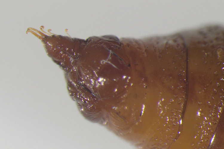 Eupithecia expallidata: Bild 22