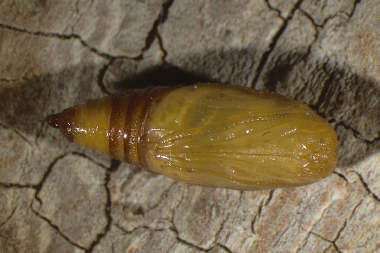 Eupithecia expallidata: Bild 23