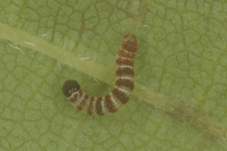 Hydriomena impluviata: Bild 6