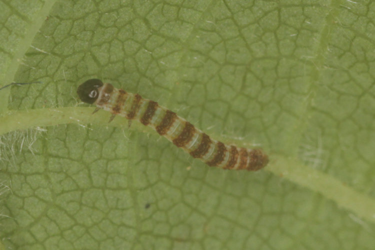 Hydriomena impluviata: Bild 7