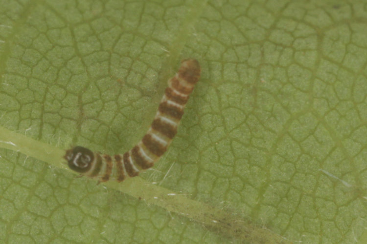 Hydriomena impluviata: Bild 8