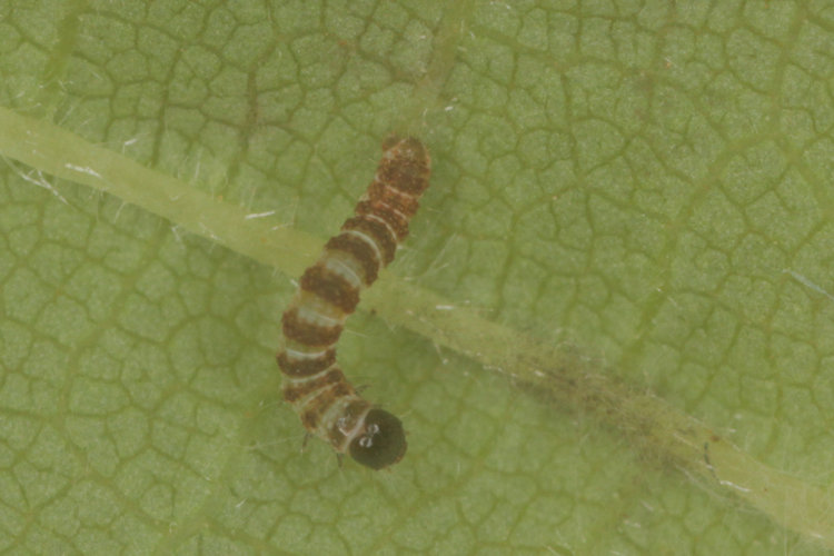 Hydriomena impluviata: Bild 9