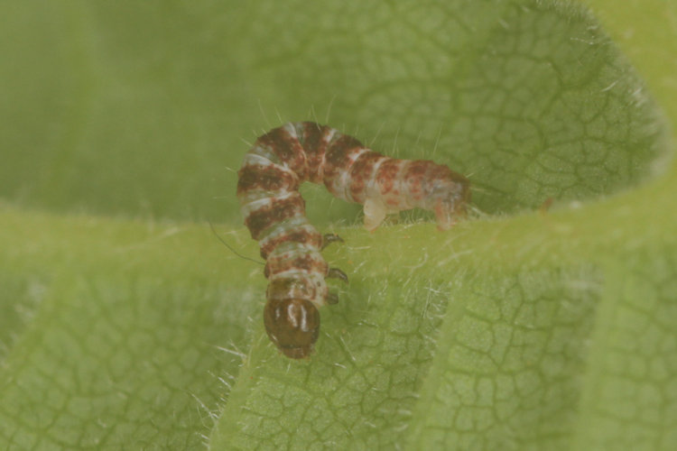 Hydriomena impluviata: Bild 10