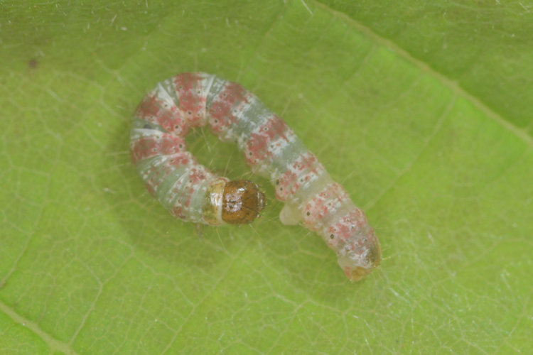 Hydriomena impluviata: Bild 11