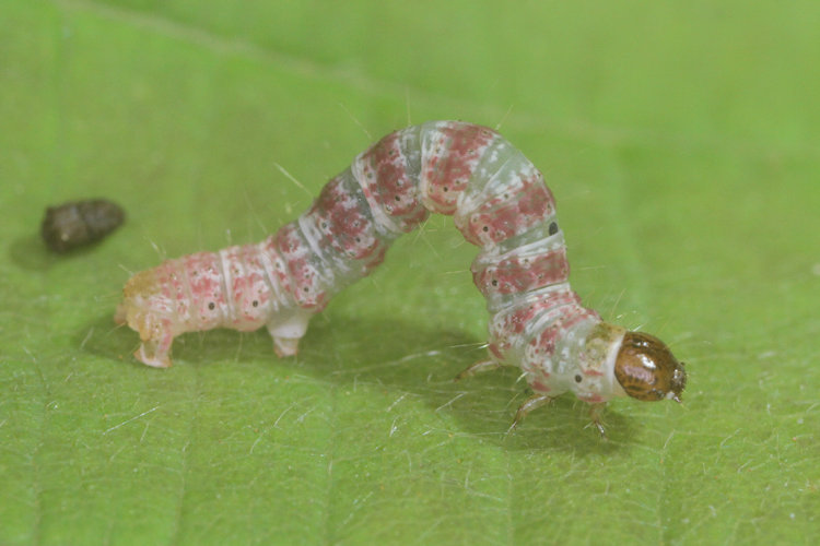 Hydriomena impluviata: Bild 12