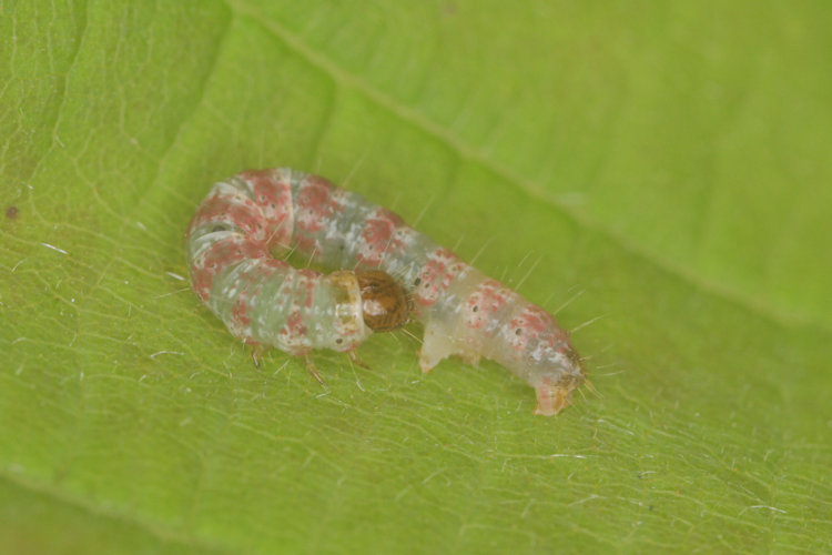 Hydriomena impluviata: Bild 13