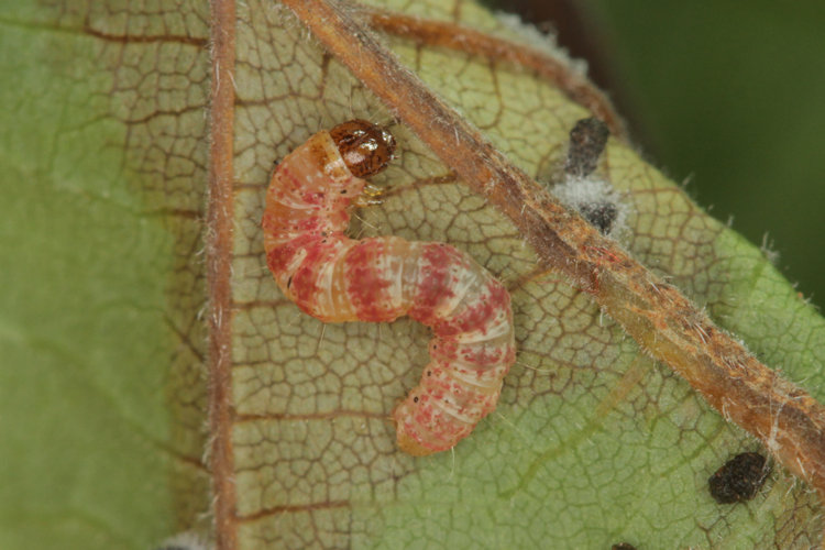 Hydriomena impluviata: Bild 14