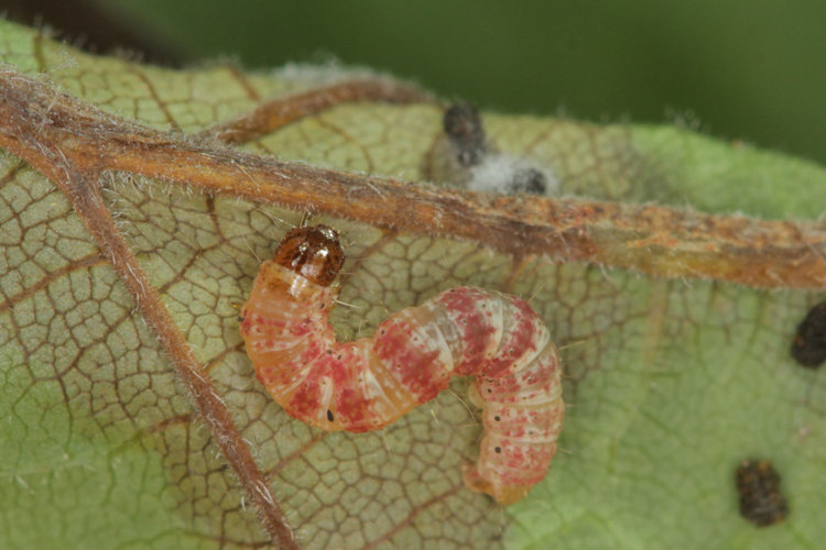 Hydriomena impluviata: Bild 15
