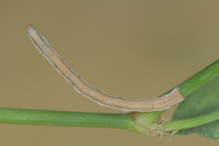 Rhodometra sacraria: Bild 9
